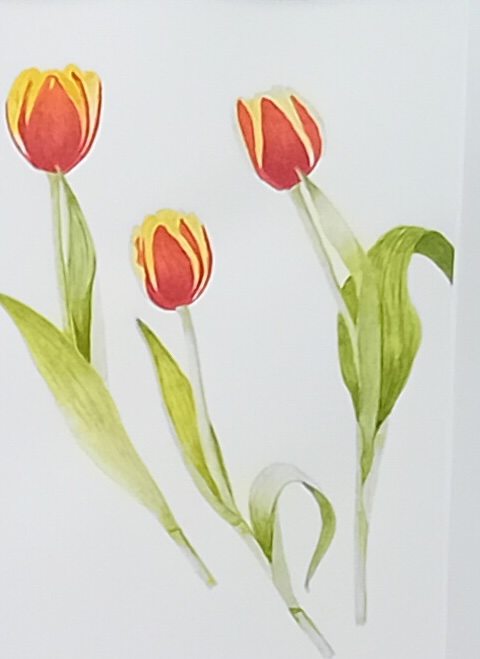 Three red tulips on a white background.