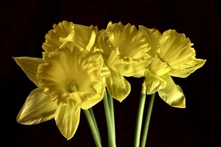 Daffodils presented on a black background.