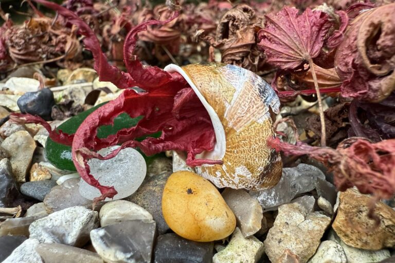 Nautilus shell on a bed of pebbles and autumn leaves.