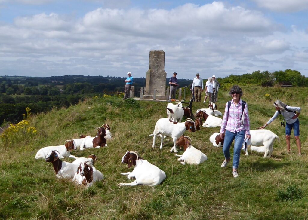 Geology Mere Downs and Fault, Castle Hill goats Aug 2024