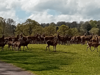 Walk Group 1 Melbury Park April 2025 3 Walk Group 1 Melbury Park April 2025 close up of deer waiting for lunch.